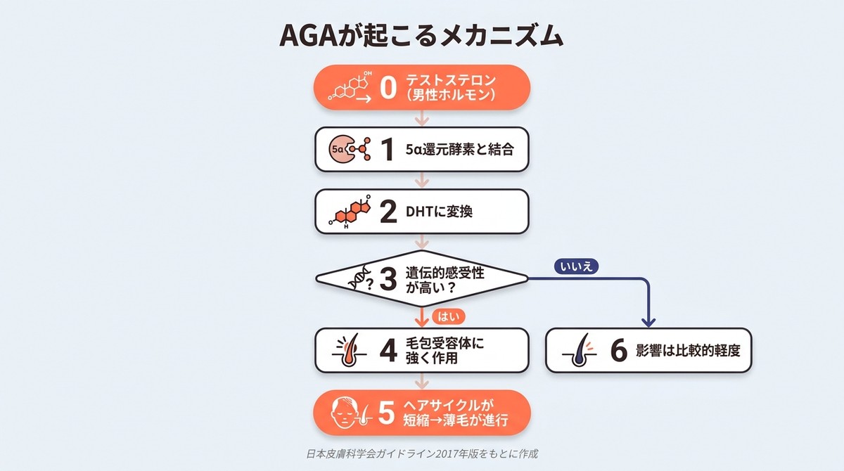 AGAのメカニズムを示すフローチャート:テストステロンからDHTへの変換と毛包への影響