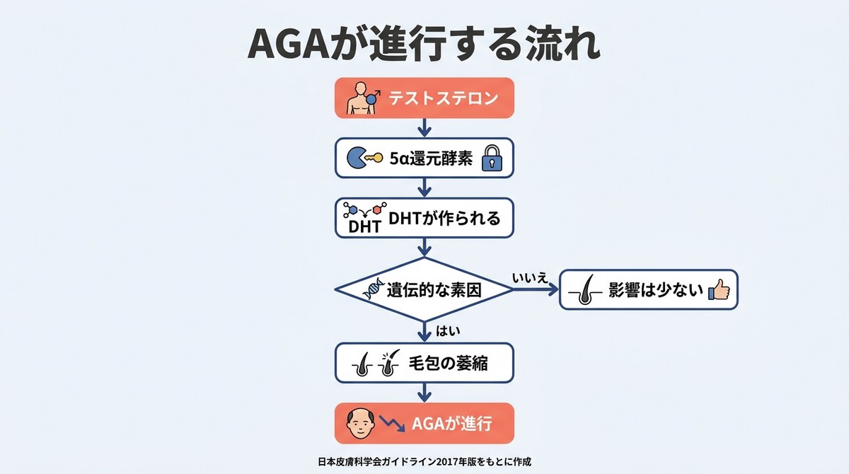 AGAの原因となるDHT生成メカニズムを示すフローチャート