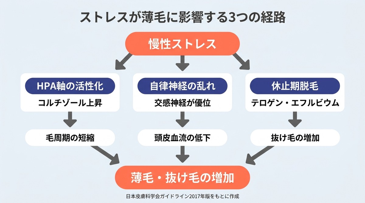 AGAとストレス|ストレスがHPA軸・自律神経・休止期脱毛の3経路を介して薄毛を引き起こすフローチャート(AGA ストレス)