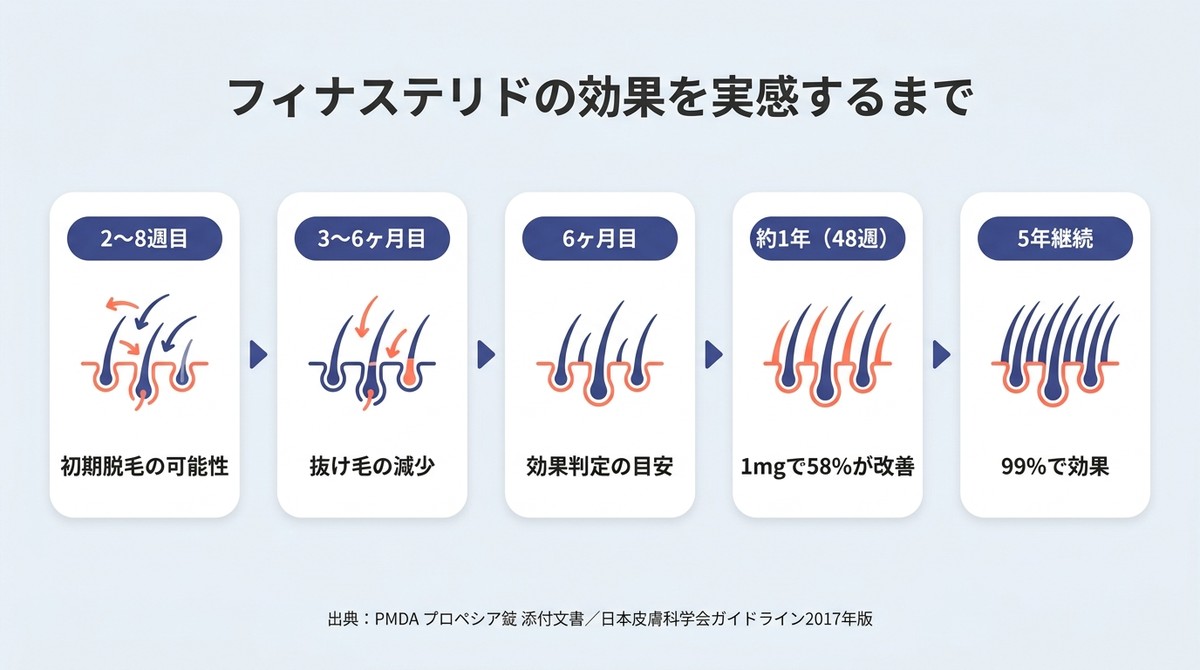 フィナステリドの効果が現れるまでのタイムラインチャート。2〜8週で初期脱毛、3〜6ヶ月で抜け毛減少、6ヶ月で効果判定、約1年(48週)で1mgの58%が改善、5年継続で99%に効果を示す。